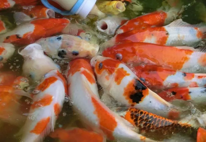 吃奶鱼图片