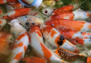 吃奶鱼图片