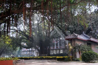 岭南师院 古榕晨曦图片