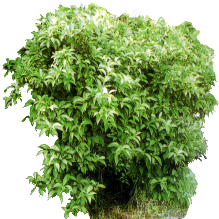 精品园林景观后期绿化PNG免扣素材