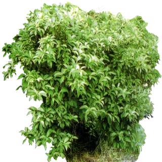 精品园林景观后期绿化PNG免扣素材