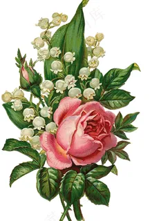 复古玫瑰花图片