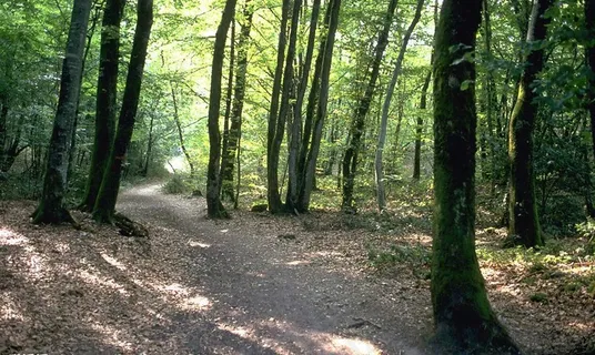 森林树木国外素材图片