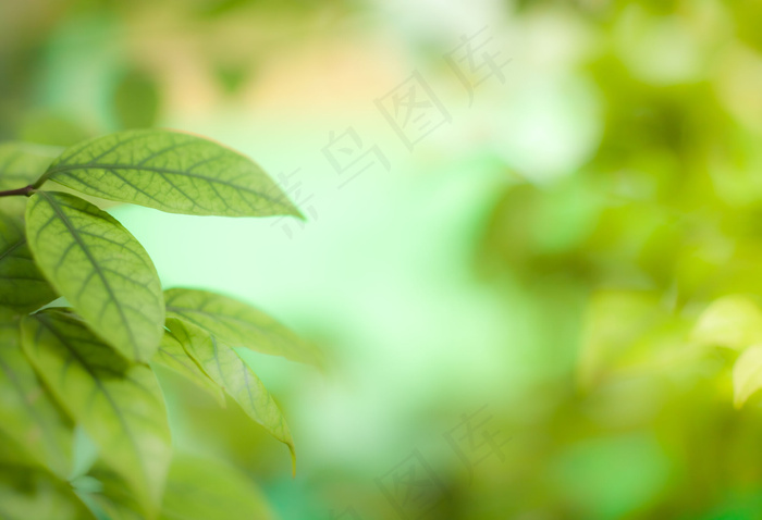 唯美树叶背景图片
