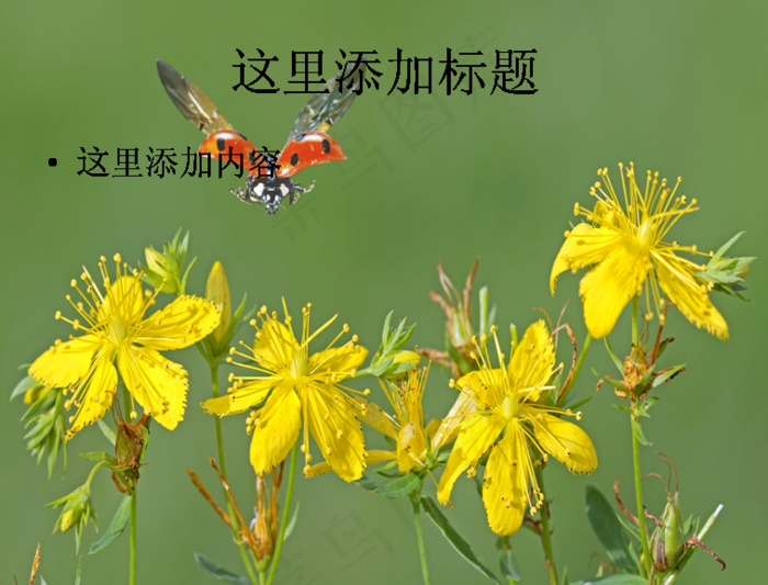 电脑桌面风景ppt鲜花怒放背景图...