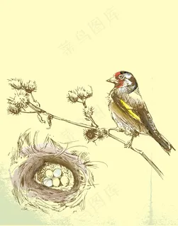 鸟类装饰插画