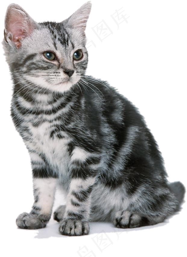 PNG宠物小猫可爱猫咪免抠素材