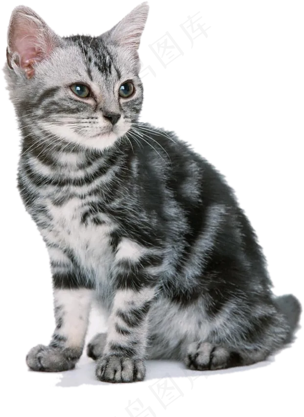 PNG宠物小猫可爱猫咪免抠素材psd模版下载