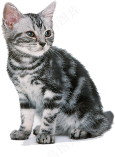 PNG宠物小猫可爱猫咪免抠素材