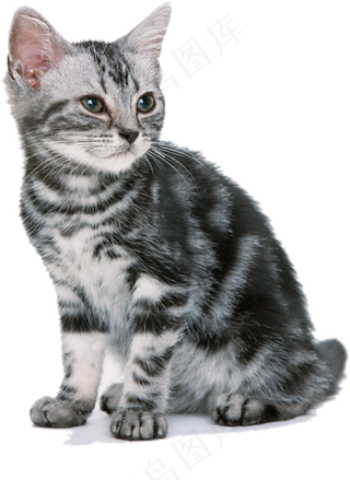 PNG宠物小猫可爱猫咪免抠素材