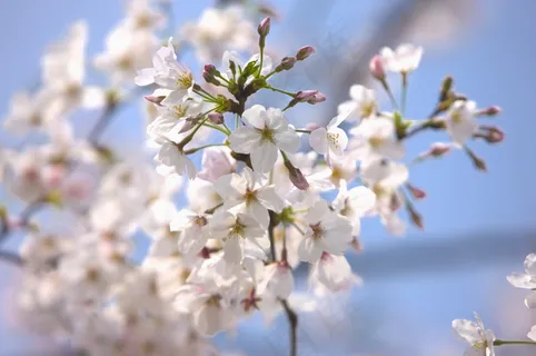 绽放樱花花枝图片 绽放樱花花枝图片