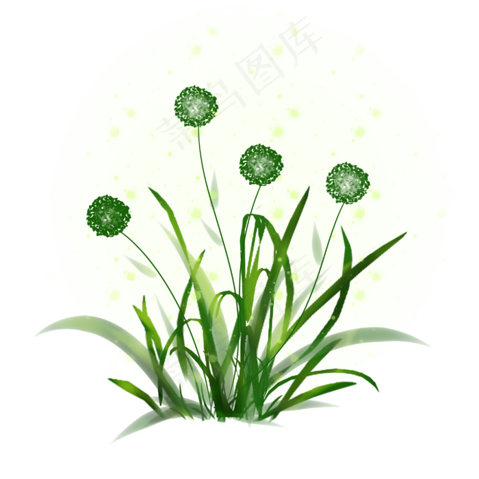 蒲公英春天 绿色