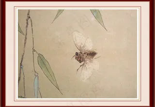 蝉工笔画图片