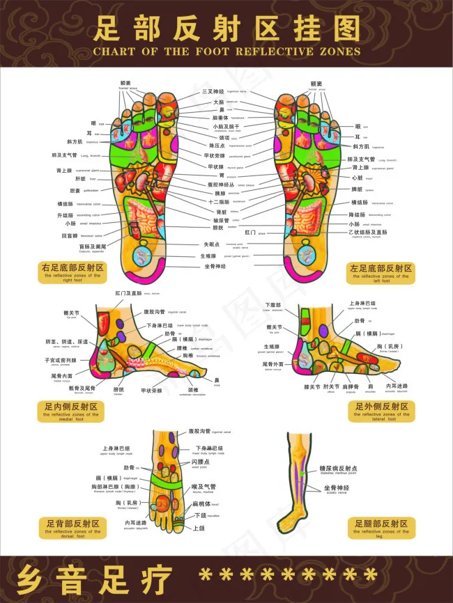 足部穴位图cdr矢量模版下载