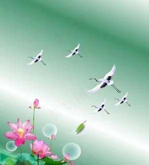 荷花底图图片