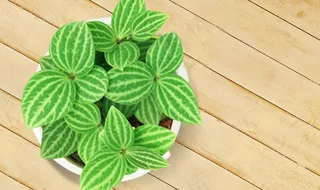 植物 绿叶 木板图片