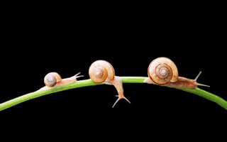 蜗牛免抠素材PSD分层