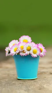 桶里的花朵高清摄影图片