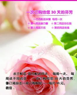 鲜花单页 鲜花单页