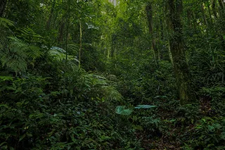 绿树 森林 阳光