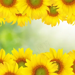 向日葵花边边框背景素材图