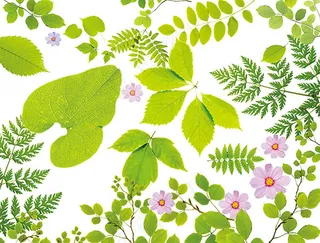 绿叶鲜花元素大全
