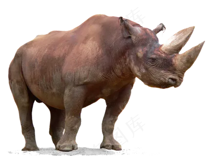 各种犀牛免抠png透明图层素材