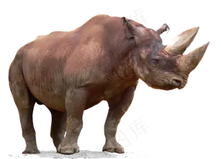各种犀牛免抠png透明图层素材