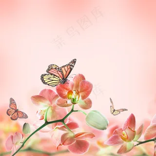 蝴蝶高清贴图