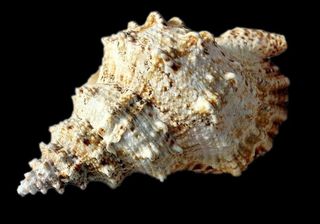 海螺免抠素材PSD分层