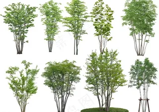 树木素材图片