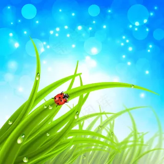 绿色草丛上的七星瓢虫矢量素材