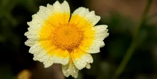 花 蒿菜花 红花图片