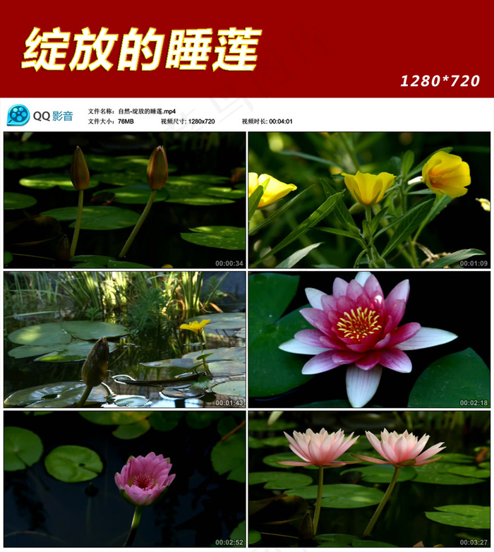 自然-绽放的睡莲