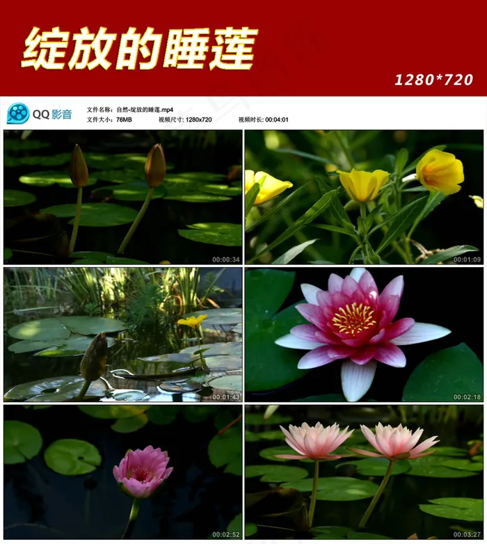 自然-绽放的睡莲