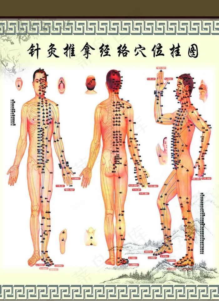 穴位图图片(3602X5256(DPI:150))psd模版下载