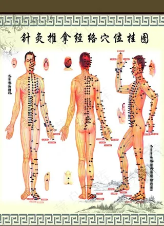 穴位图图片