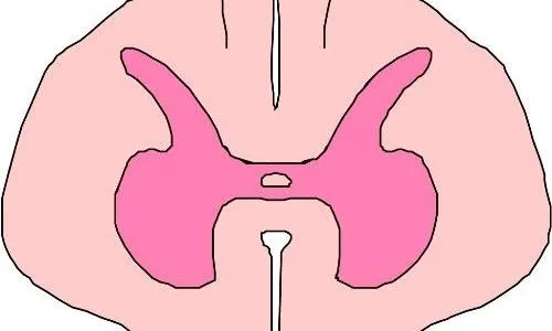 内脏器官eps,ai矢量模版下载