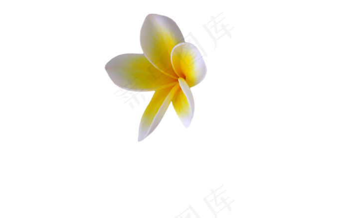 免扣花