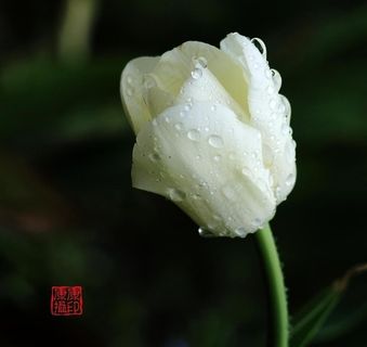 啤酒杯郁金香图片