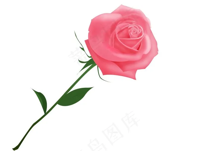 玫瑰图片psd模版下载