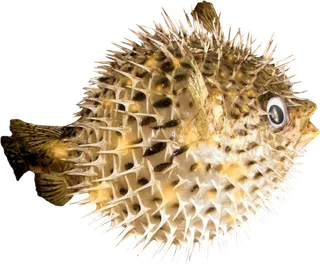 海底动物带鱼海鱼透明免抠png