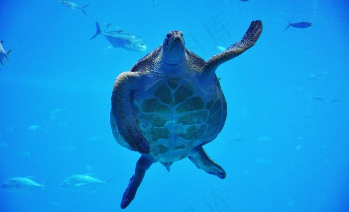 海龟图片