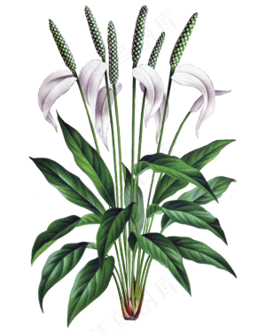 70款手绘鲜花花朵花卉水彩画