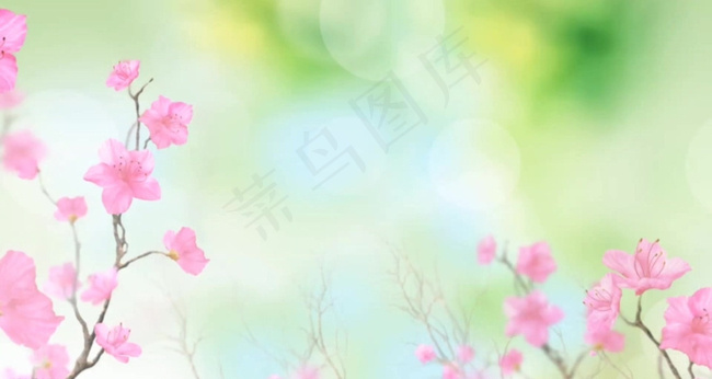 盛开的桃花