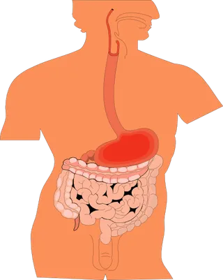 消化器官的医学图剪贴画