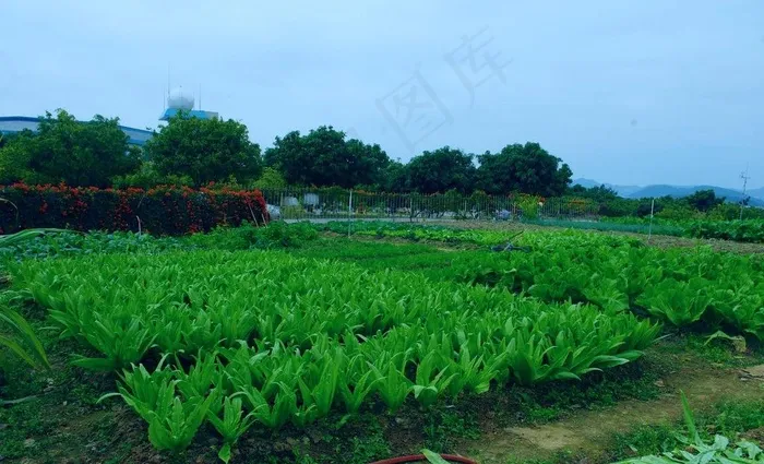 梅县机场 菜篮子工程图片