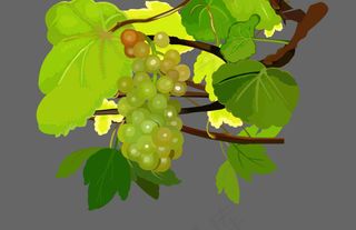 长满葡萄的树flash