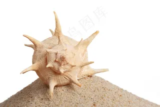 海螺摄影图片