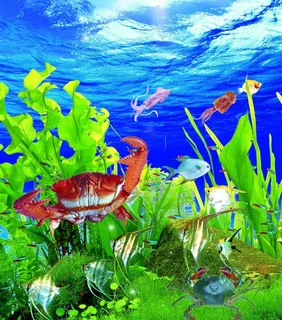 海底世界图片 海底世界图片